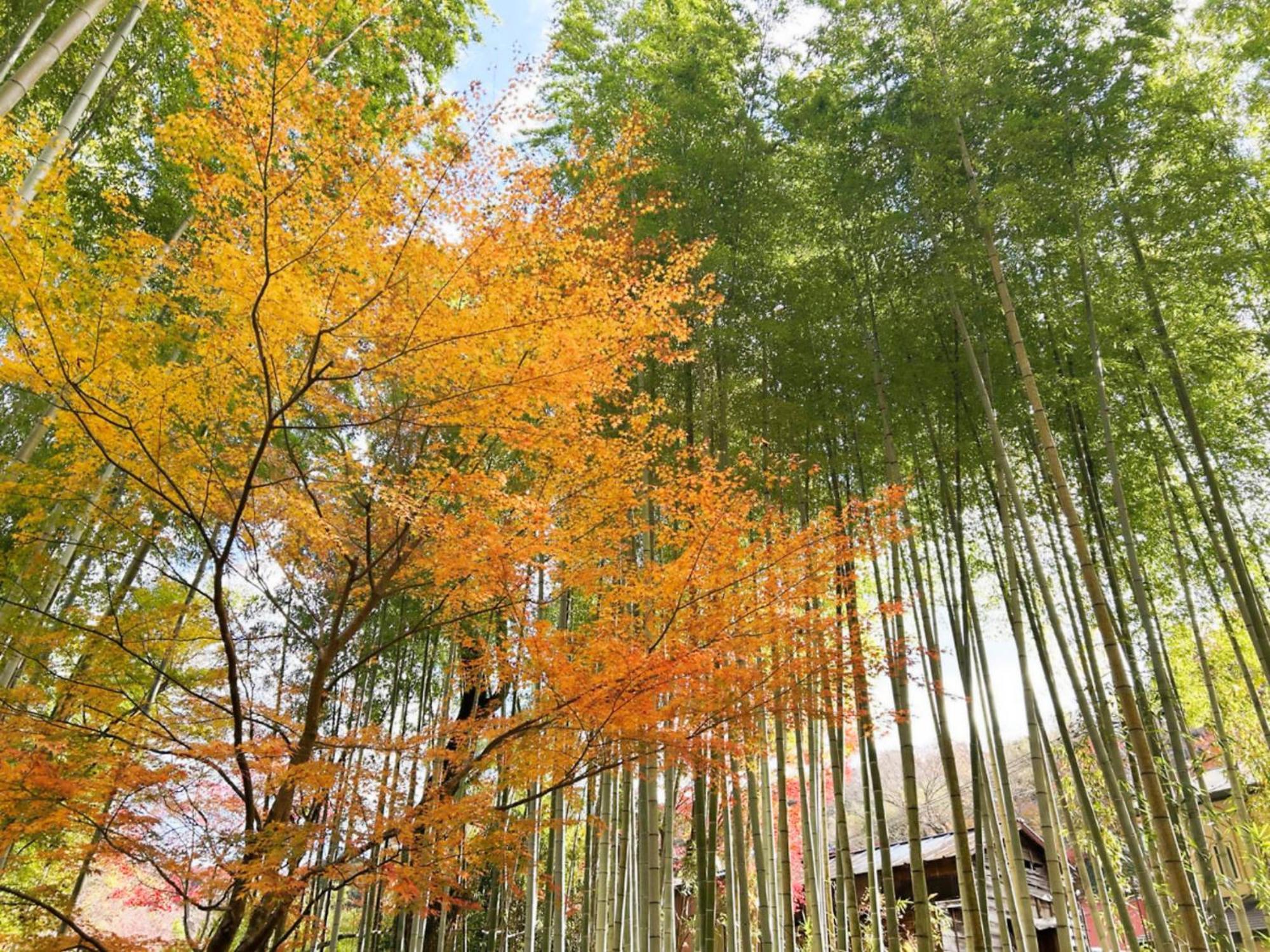 Shuzenji Onsen Hotel Takitei Izu  Exterior foto
