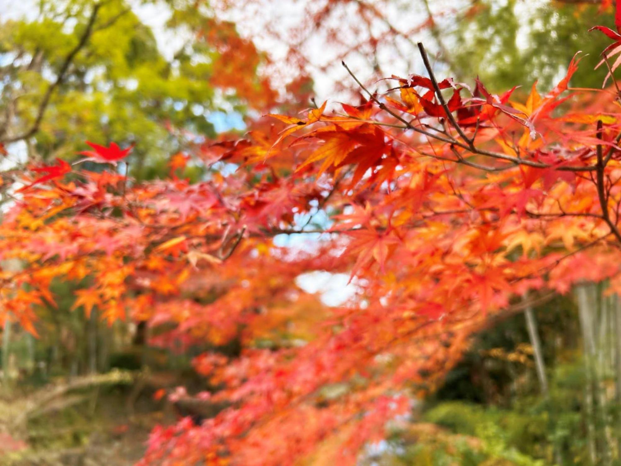 Shuzenji Onsen Hotel Takitei Izu  Exterior foto